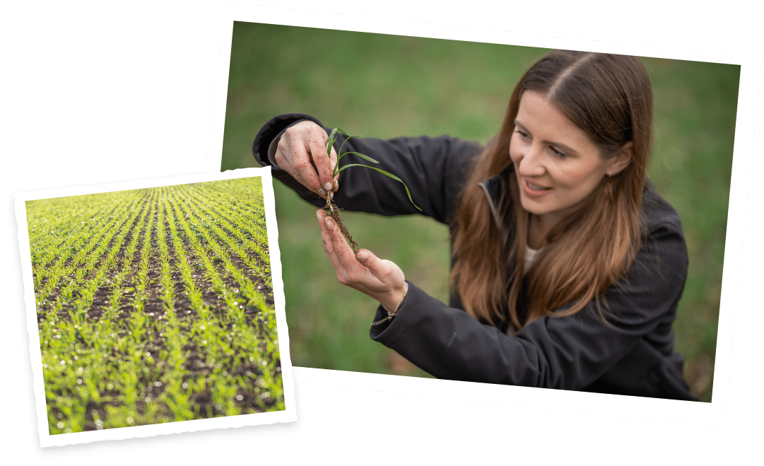 Seedling plant growing stronger